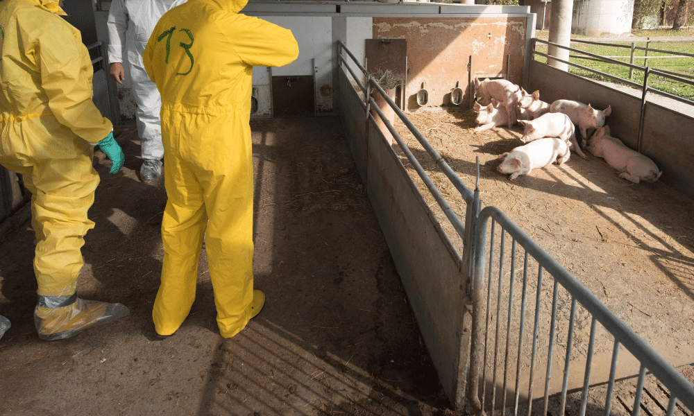 inwestycje zapobiegające rozprzestrzenianiu się ASF